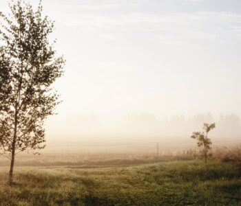 A soft foggy sunrise, evoking gentle neurodivergent-affirming trauma therapy