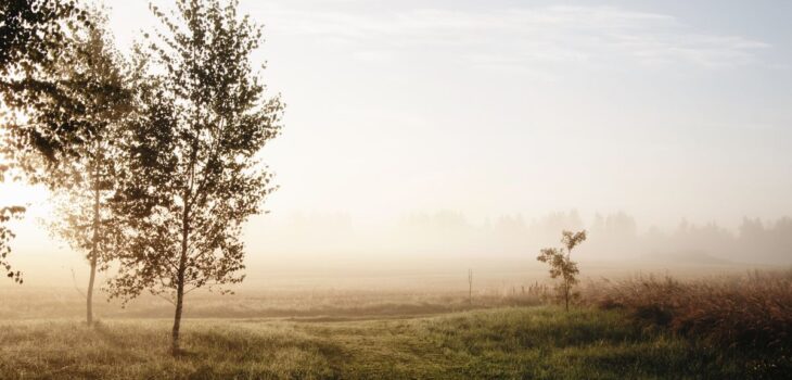 A soft foggy sunrise, evoking gentle neurodivergent-affirming trauma therapy